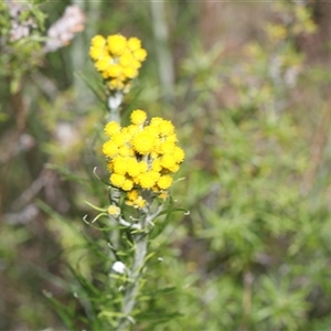 Chrysocephalum semipapposum (Clustered Everlasting) at Whitlam, ACT - 26 Oct 2024 by AlisonMilton