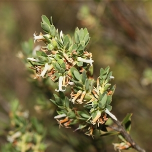 Brachyloma daphnoides (Daphne Heath) at Whitlam, ACT - 26 Oct 2024 by AlisonMilton