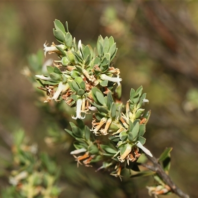 Brachyloma daphnoides (Daphne Heath) at Whitlam, ACT - 26 Oct 2024 by AlisonMilton
