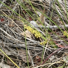 Lomandra filiformis (Wattle Mat-rush) at Whitlam, ACT - 26 Oct 2024 by AlisonMilton