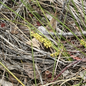 Lomandra filiformis (Wattle Mat-rush) at Whitlam, ACT - 26 Oct 2024 by AlisonMilton