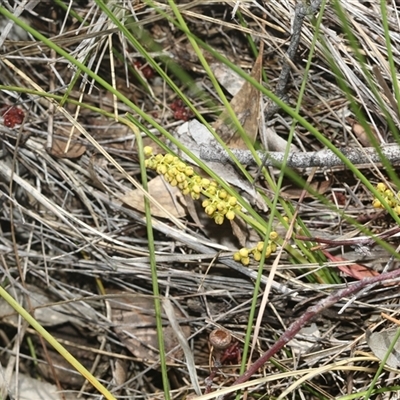 Lomandra filiformis (Wattle Mat-rush) at Whitlam, ACT - 26 Oct 2024 by AlisonMilton