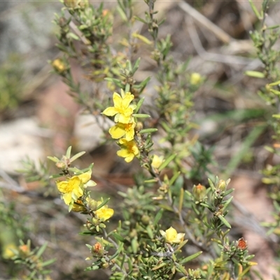 Hibbertia sp. (Guinea Flower) at Whitlam, ACT - 26 Oct 2024 by AlisonMilton