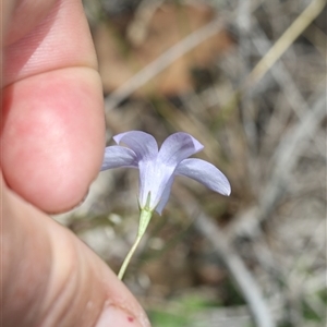 Wahlenbergia capillaris (Tufted Bluebell) at Whitlam, ACT - 26 Oct 2024 by AlisonMilton