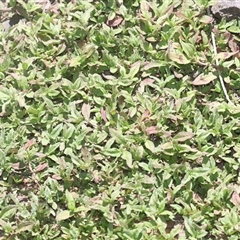 Persicaria prostrata (Creeping Knotweed) at Belconnen, ACT - 26 Oct 2024 by AlisonMilton