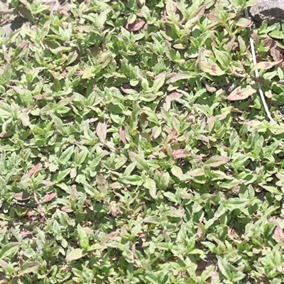 Persicaria prostrata (Creeping Knotweed) at Belconnen, ACT - 26 Oct 2024 by AlisonMilton