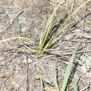 Lomandra (genus) (A Matrush) at Whitlam, ACT - 26 Oct 2024 by AlisonMilton