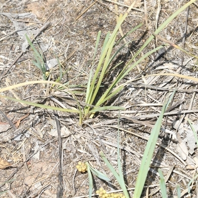Lomandra (genus) (A Matrush) at Whitlam, ACT - 26 Oct 2024 by AlisonMilton