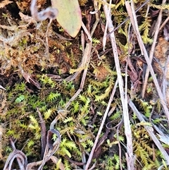 Triquetrella at Weetangera, ACT - 18 Jun 2025 by sangio7