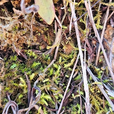 Triquetrella at Weetangera, ACT - 18 Jun 2025 by sangio7