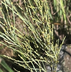 Exocarpos strictus (Dwarf Cherry) at Palerang, NSW - 18 Jun 2025 by JaneR