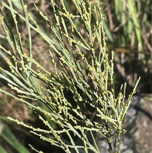 Exocarpos strictus (Dwarf Cherry) at Palerang, NSW - 18 Jun 2025 by JaneR