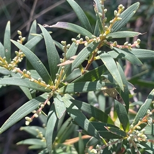 Leucopogon affinis (Lance Beard-heath) at Palerang, NSW - 18 Jun 2025 by JaneR