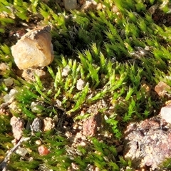 Unverified Moss, Liverwort or Hornwort at Weetangera, ACT - 18 Jun 2025 by sangio7