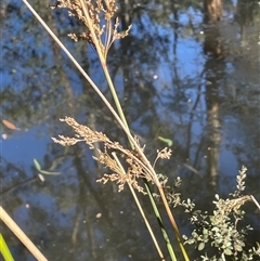 Juncus sarophorus (Broom Rush) at Forbes Creek, NSW - 18 Jun 2025 by JaneR