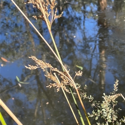 Juncus sarophorus (Broom Rush) at Forbes Creek, NSW - 18 Jun 2025 by JaneR