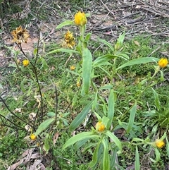 Xerochrysum bracteatum (Golden Everlasting) at Forbes Creek, NSW - 18 Jun 2025 by JaneR