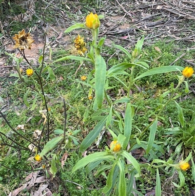 Xerochrysum bracteatum (Golden Everlasting) at Forbes Creek, NSW - 18 Jun 2025 by JaneR