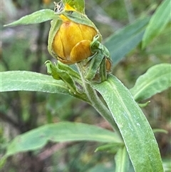 Xerochrysum bracteatum at Forbes Creek, NSW - 18 Jun 2025 11:37 AM