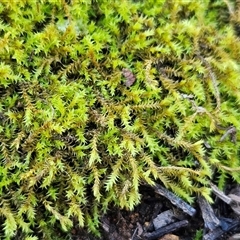 Triquetrella (A trailing moss) at Weetangera, ACT - 18 Jun 2025 by sangio7