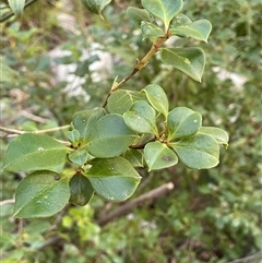Coprosma hirtella (Currant Bush) at Forbes Creek, NSW - 18 Jun 2025 by JaneR