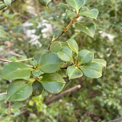 Coprosma hirtella (Currant Bush) at Forbes Creek, NSW - 18 Jun 2025 by JaneR