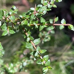 Coprosma quadrifida (Prickly Currant Bush, Native Currant) at Forbes Creek, NSW - 18 Jun 2025 by JaneR