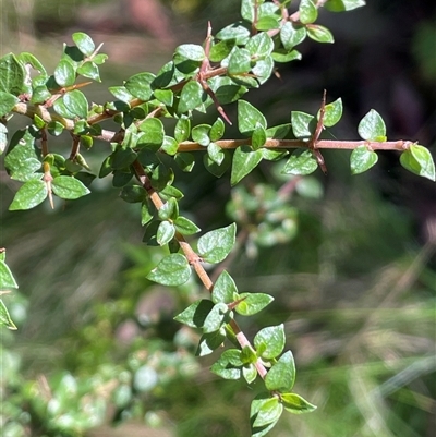 Coprosma quadrifida (Prickly Currant Bush, Native Currant) at Forbes Creek, NSW - 18 Jun 2025 by JaneR