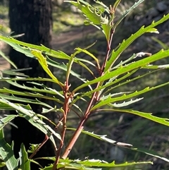 Lomatia myricoides (River Lomatia) at Forbes Creek, NSW - 18 Jun 2025 by JaneR