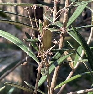 Olearia alpicola at Palerang, NSW - 18 Jun 2025 12:51 PM