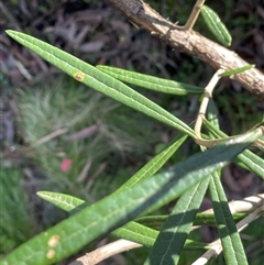 Olearia alpicola at Palerang, NSW - 18 Jun 2025 12:51 PM