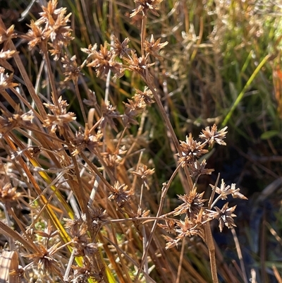 Juncus fockei (A Rush) at Palerang, NSW - 18 Jun 2025 by JaneR