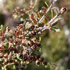 Baeckea utilis (Mountain Baeckea) at Palerang, NSW - 18 Jun 2025 by JaneR