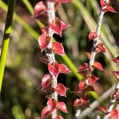 Epacris gunnii (Heath) at Palerang, NSW - 18 Jun 2025 by JaneR