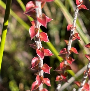 Epacris gunnii (Heath) at Palerang, NSW - 18 Jun 2025 by JaneR