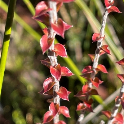 Epacris gunnii (Heath) at Palerang, NSW - 18 Jun 2025 by JaneR