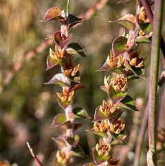 Epacris gunnii at Palerang, NSW - 18 Jun 2025 02:20 PM