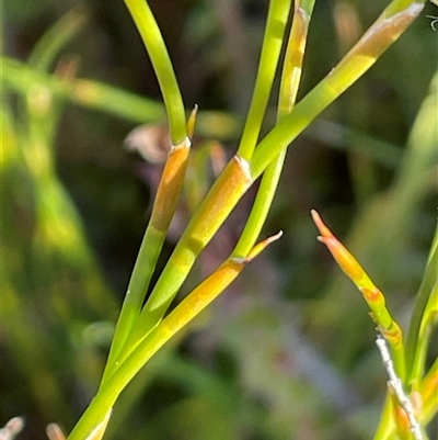 Empodisma minus (Spreading Rope-rush) at Palerang, NSW - 18 Jun 2025 by JaneR