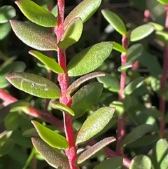 Persoonia asperula (Geebung) at Palerang, NSW - 18 Jun 2025 by JaneR