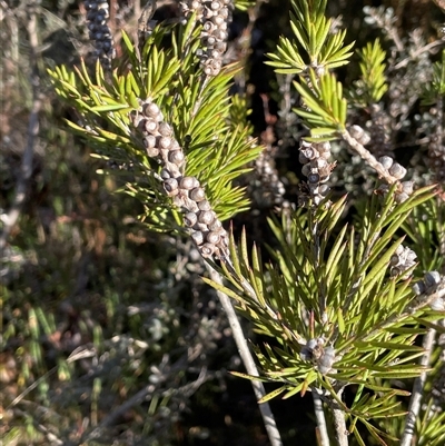 Callistemon pityoides (Alpine Bottlebrush) at Palerang, NSW - 18 Jun 2025 by JaneR