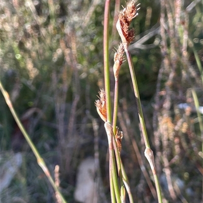 Baloskion australe (Mountain Cordrush) at Palerang, NSW - 18 Jun 2025 by JaneR