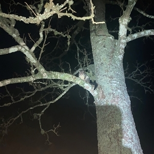 Trichosurus cunninghami (Mountain Brushtail Possum, Southern Bobuck) at Upper Kangaroo Valley, NSW - 19 Jun 2025 by Baronia