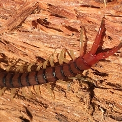 Cormocephalus sp.(genus) (Scolopendrid Centipede) at Crowther, NSW - 19 Jun 2025 by Frecko