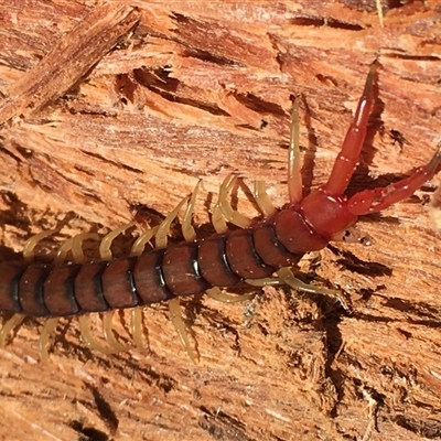 Cormocephalus sp.(genus) (Scolopendrid Centipede) at Crowther, NSW - 19 Jun 2025 by Frecko
