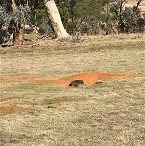 Vombatus ursinus (Bare-nosed Wombat) at Crowther, NSW - 19 Jun 2025 by Frecko