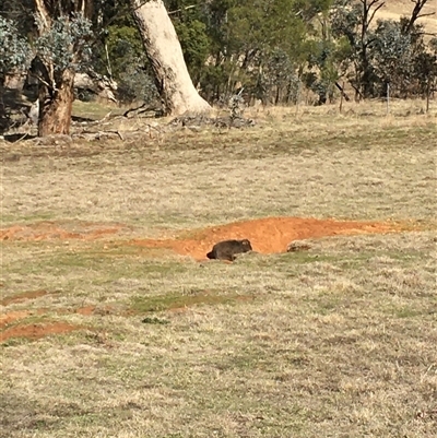 Vombatus ursinus (Bare-nosed Wombat) at Crowther, NSW - 19 Jun 2025 by Frecko