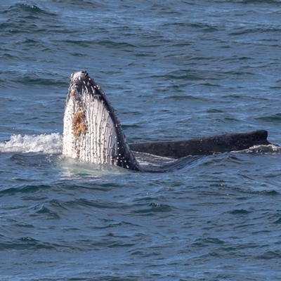 Megaptera novaeangliae (Humpback Whale) at Port Macquarie, NSW - 18 Jun 2025 by rawshorty