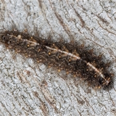 Ardices (genus) (Tiger moth (formerly Spilosoma)) at Belconnen, ACT - 17 Jun 2025 by kasiaaus
