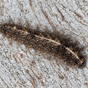 Ardices (genus) (Tiger moth (formerly Spilosoma)) at Belconnen, ACT - 17 Jun 2025 by kasiaaus