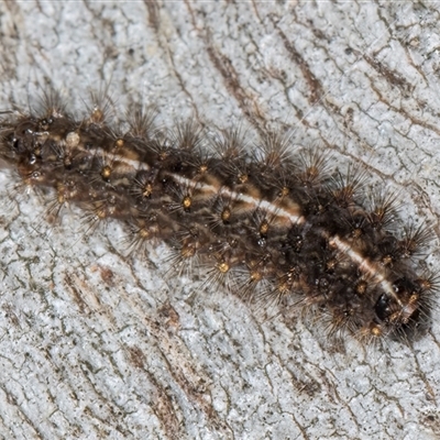 Ardices (genus) (Tiger moth (formerly Spilosoma)) at Belconnen, ACT - 17 Jun 2025 by kasiaaus